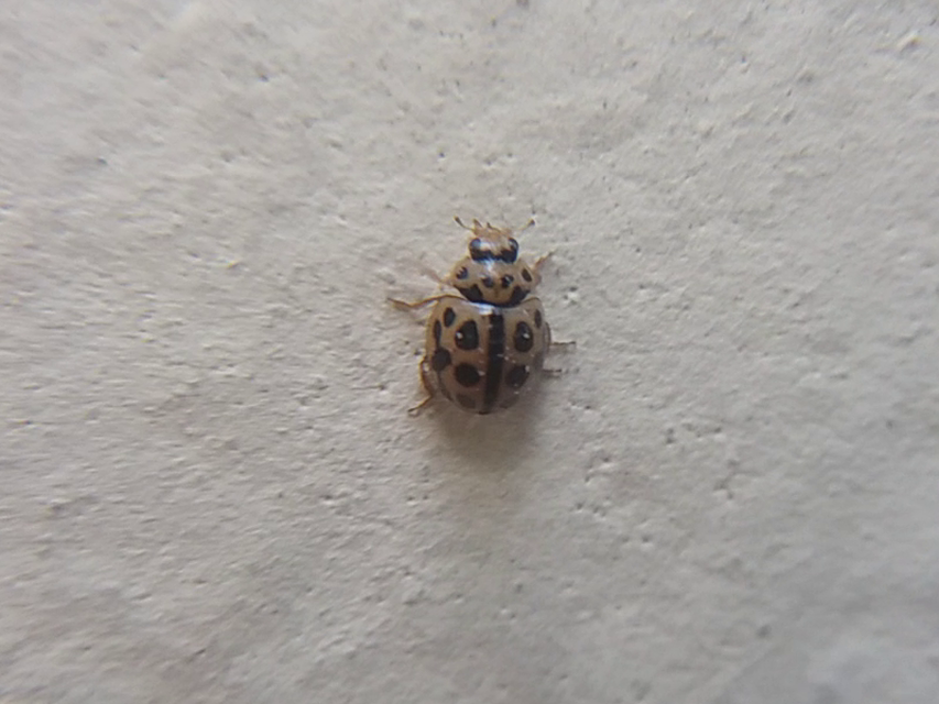 Tytthaspis sedecimpunctata - tizenhatpettyes katica