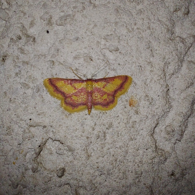 Idaea muricata - mocsári pirosaraszoló