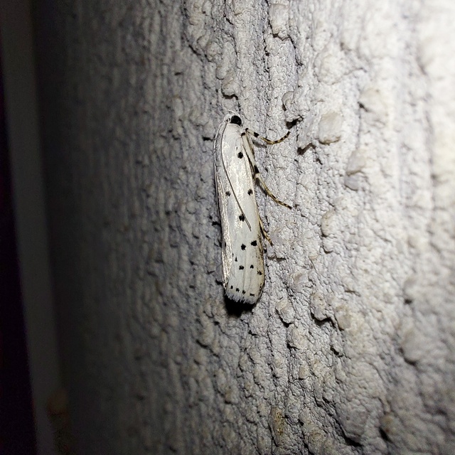 Myelois circumvoluta - pettyes karcsúmoly