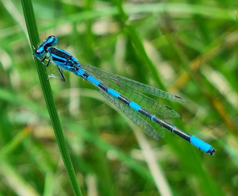 Coenagrion scitulum - mediterrán légivadász