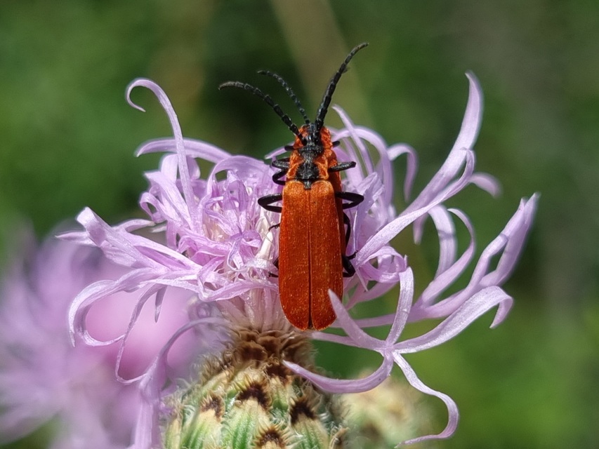 Lygistopterus sanguineus - vérbogár