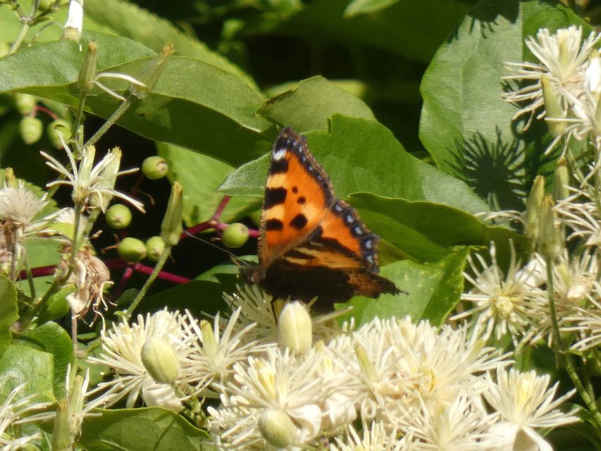 Nymphalis urticae - kis rókalepke