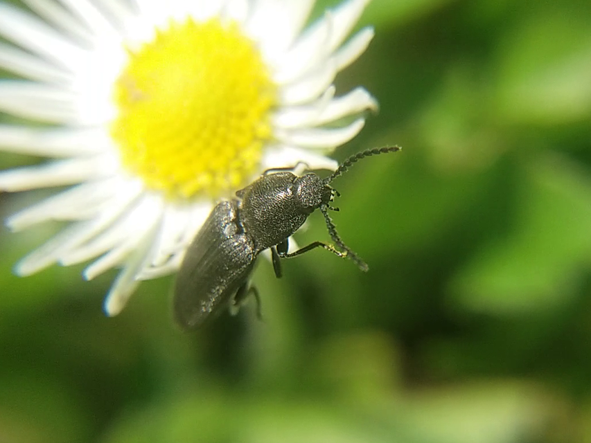 Cidnopus pilosus - szőrös pattanó