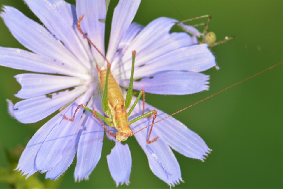 Leptophyes albovittata - közönséges virágszöcske