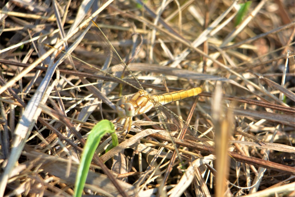 Orthetrum brunneum - pataki pásztorszitakötő
