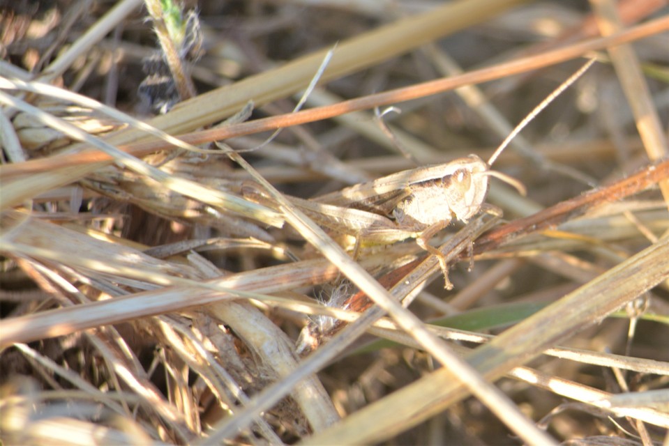 Chorthippus (Chorthippus) (subgenus)