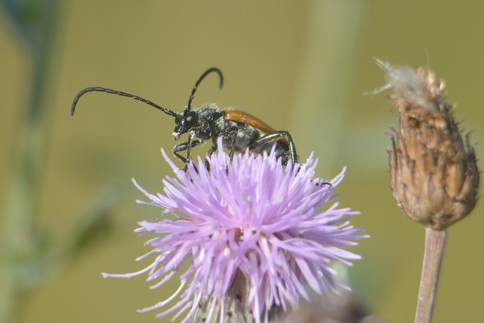 Stictoleptura fulva - vörhenyes virágcincér