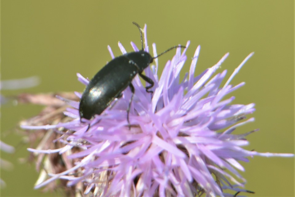 Podonta nigrita - szerecsenbogár