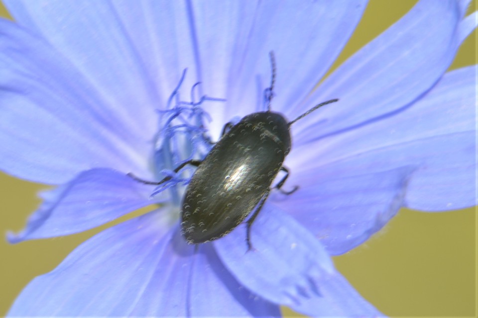 Podonta nigrita - szerecsenbogár