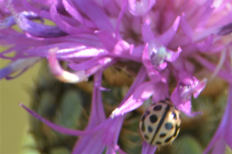 Tytthaspis sedecimpunctata - tizenhatpettyes katica
