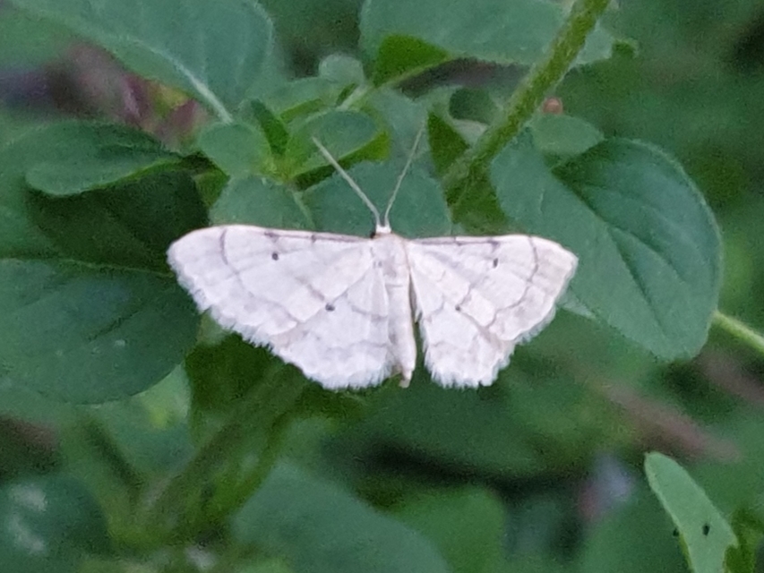 Idaea politaria - vonalas apróaraszoló