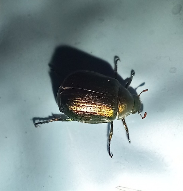 Anomala vitis - nagy fináncbogár