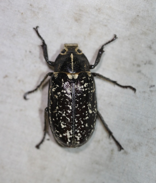 Polyphylla fullo - csapó cserebogár