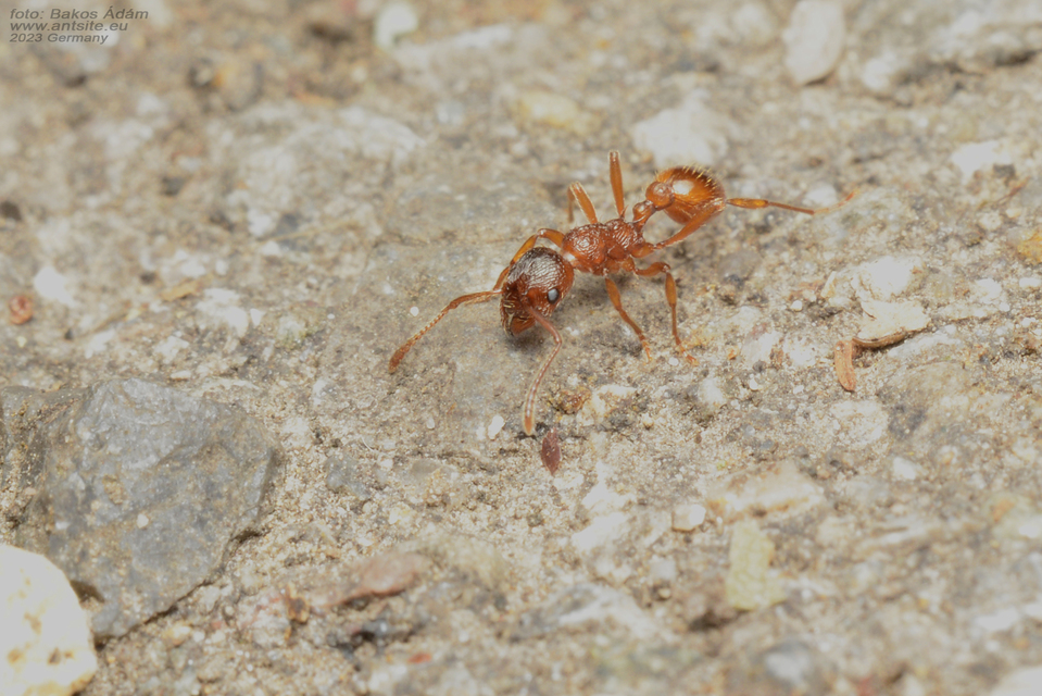 Myrmica rubra - közönséges bütyköshangya