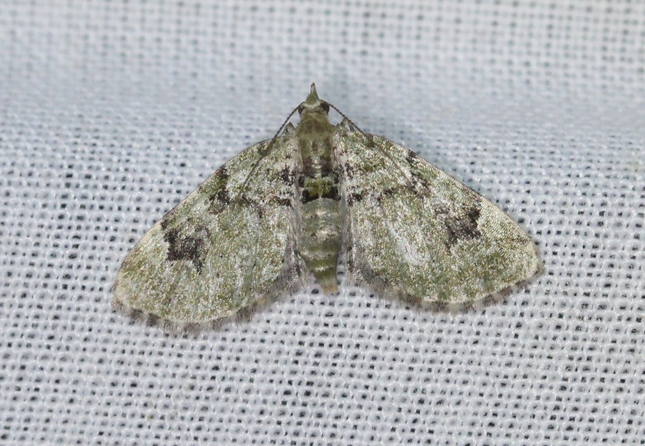 Chloroclystis v-ata - zöldes törpearaszoló