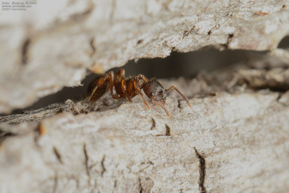 Myrmica schencki - kétszínű bütyköshangya