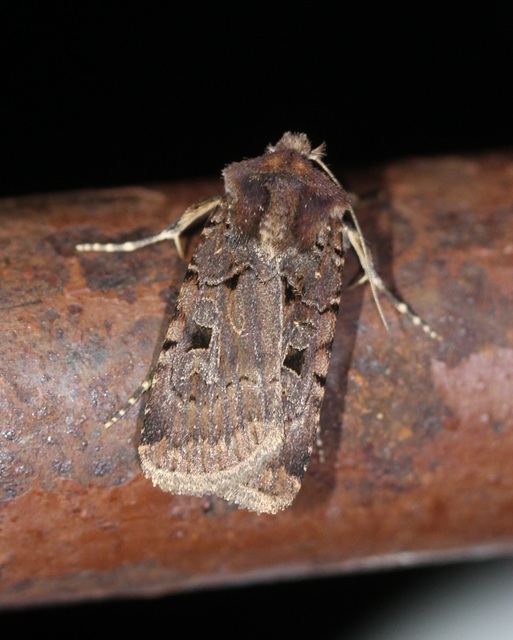 Chersotis rectangula - barna földibagoly