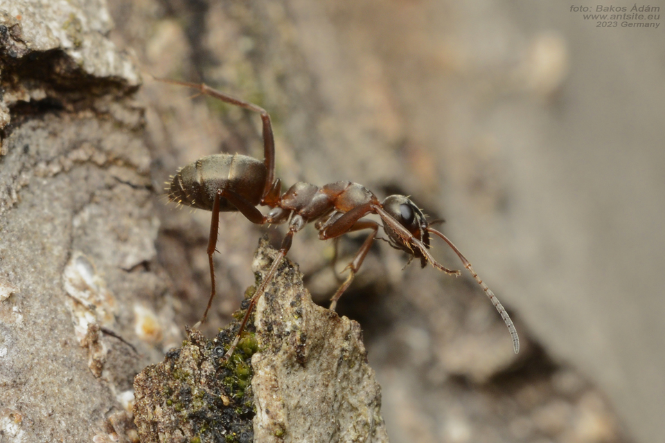 Formica cunicularia - gyakori rabszolgahangya
