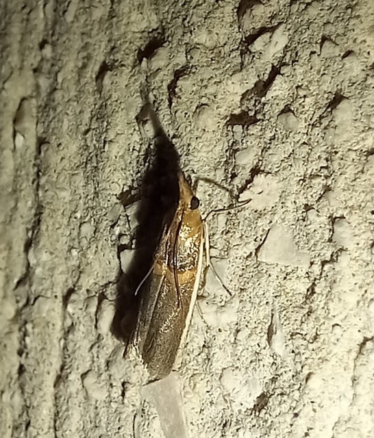 Etiella zinckenella - akácmoly