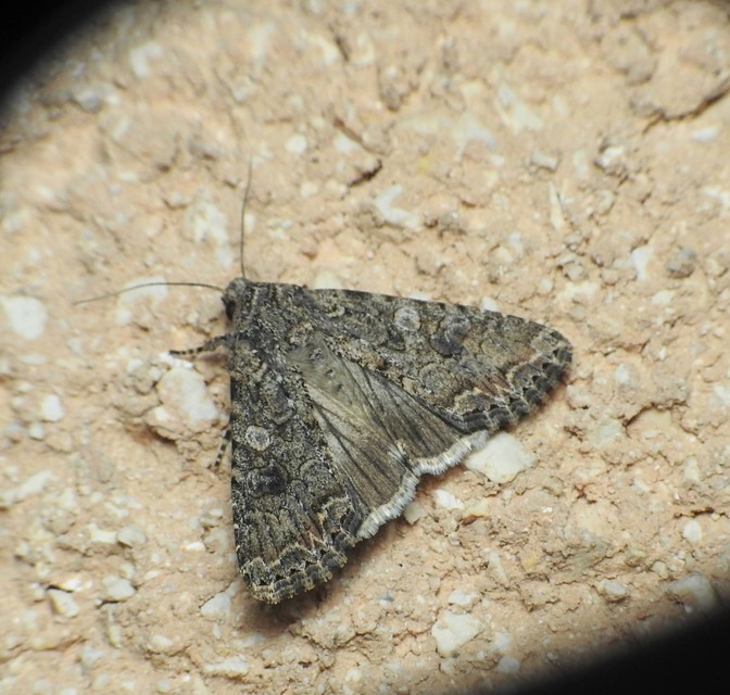 Hadula trifolii - lóherebagoly