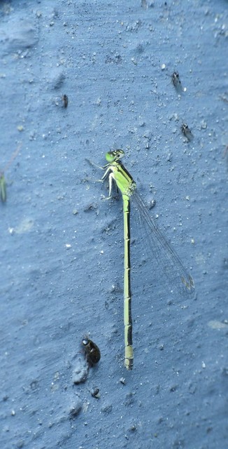 Ischnura elegans pontica - kéköves légivadász