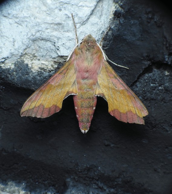 Deilephila porcellus - piros szender