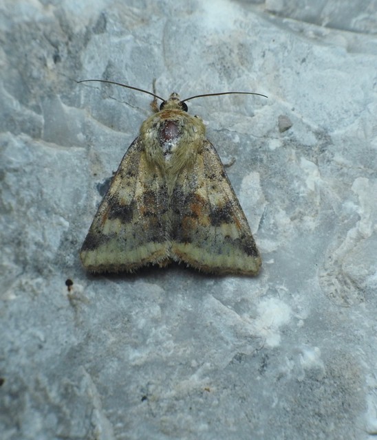 Heliothis viriplaca - mácsonyabagoly