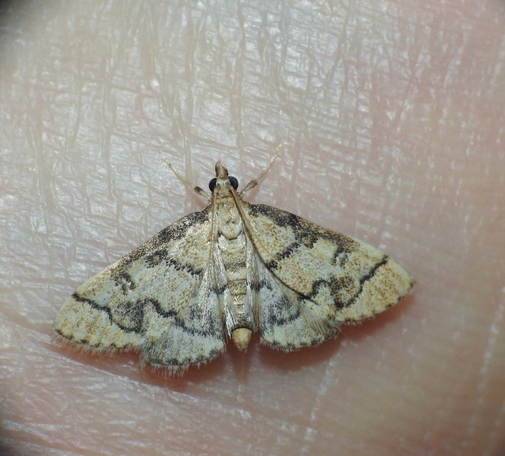 Metasia ophialis - kígyósávos tűzmoly