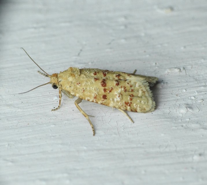 Aethes williana - gyopár-fúrómoly