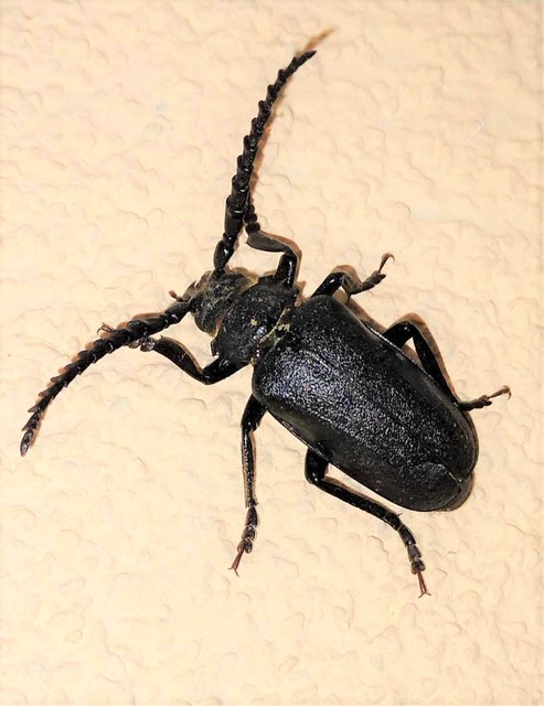Prionus coriarius - csőszcincér