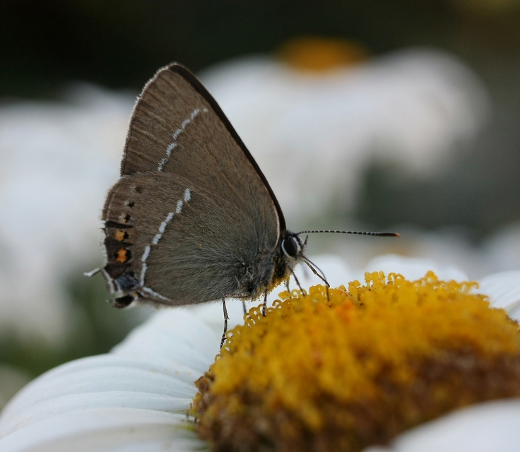 Satyrium spini - kökény-csücsköslepke