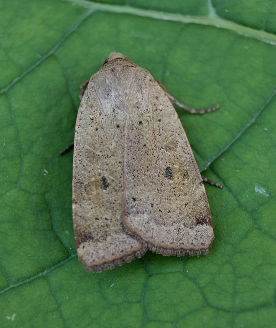 Noctua comes - kis sárgafűbagoly