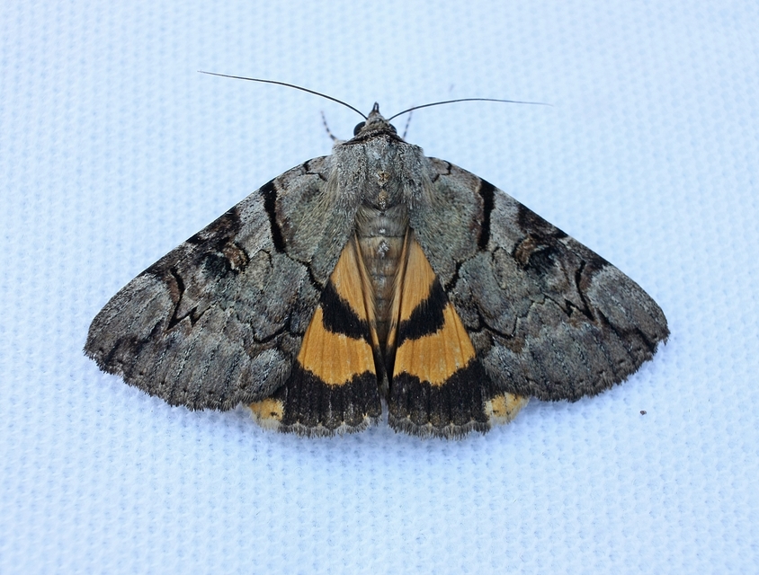 Catocala hymenaea - kökény-övesbagoly