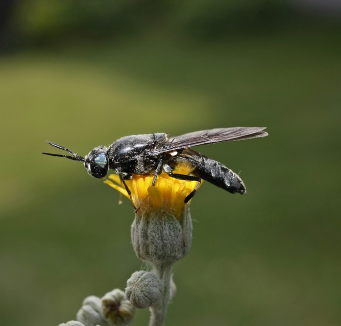 Hermetia illucens