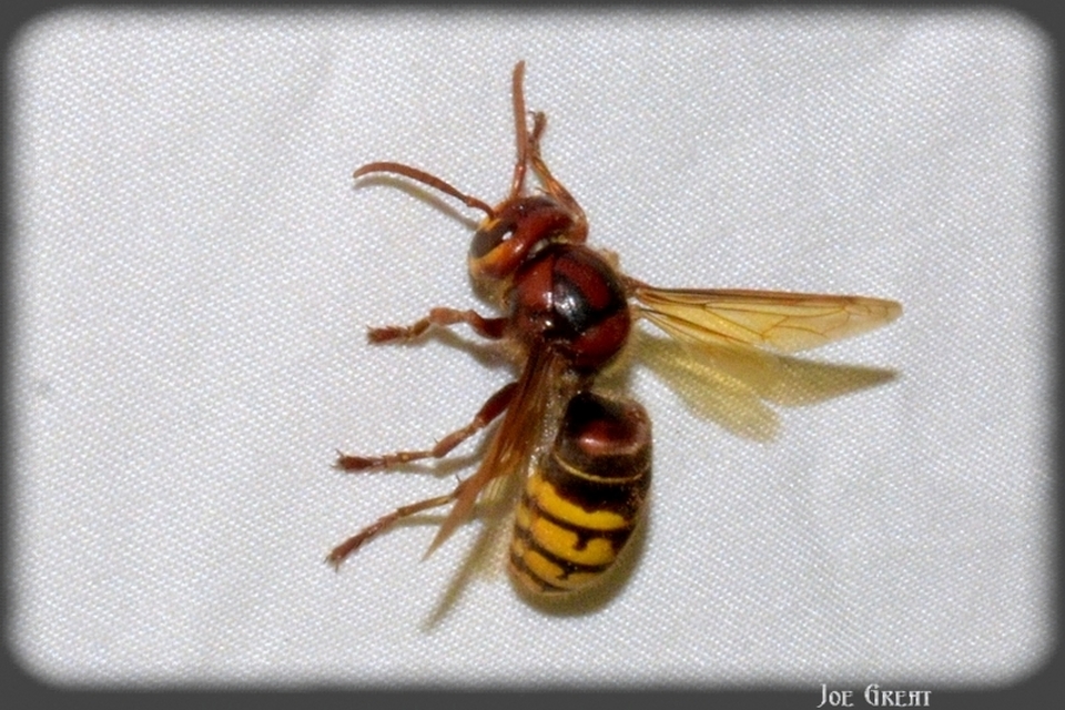 Vespa crabro - lódarázs