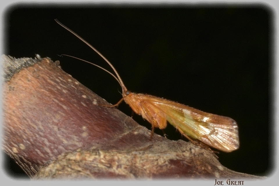 Trichoptera - Tegzesek