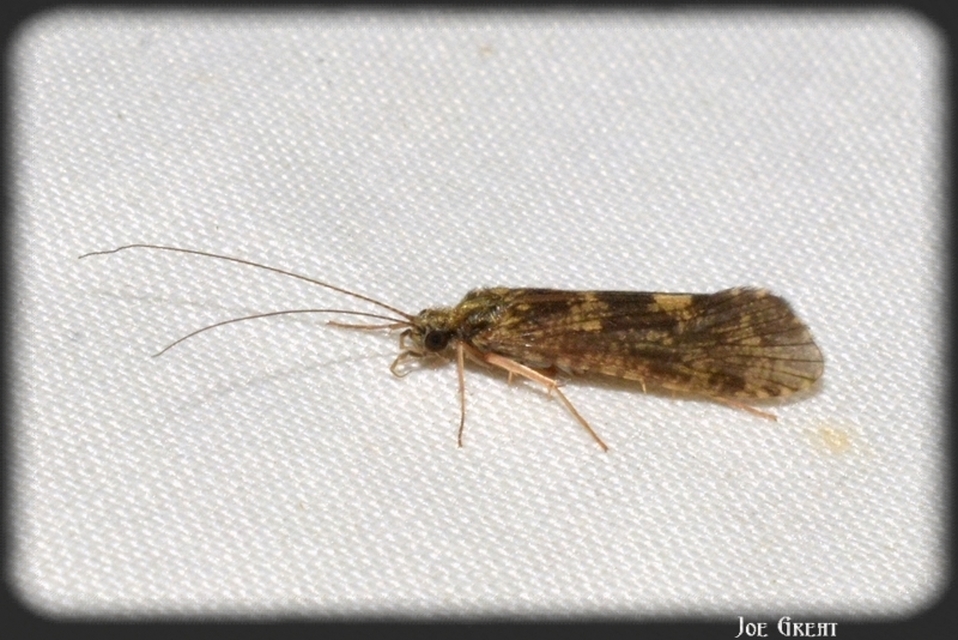 Trichoptera - Tegzesek
