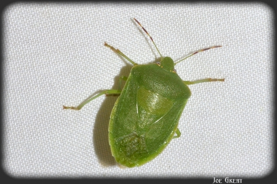 Nezara viridula - zöld vándorpoloska