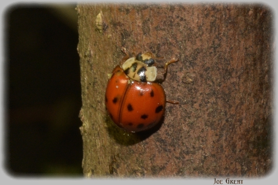 Harmonia axyridis - harlekinkatica