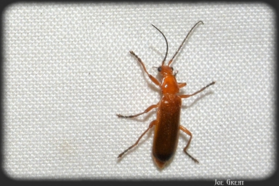 Rhagonycha fulva - feketevégű lágybogár