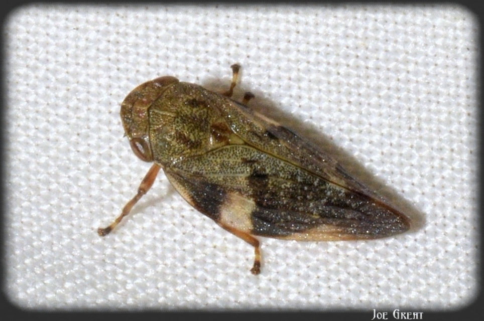 Aphrophora alni