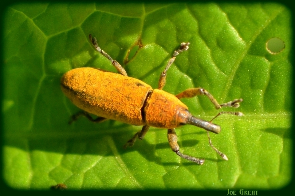 Curculionidae - ormányosbogár-félék