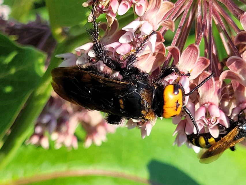 Megascolia maculata - óriás-tőrösdarázs