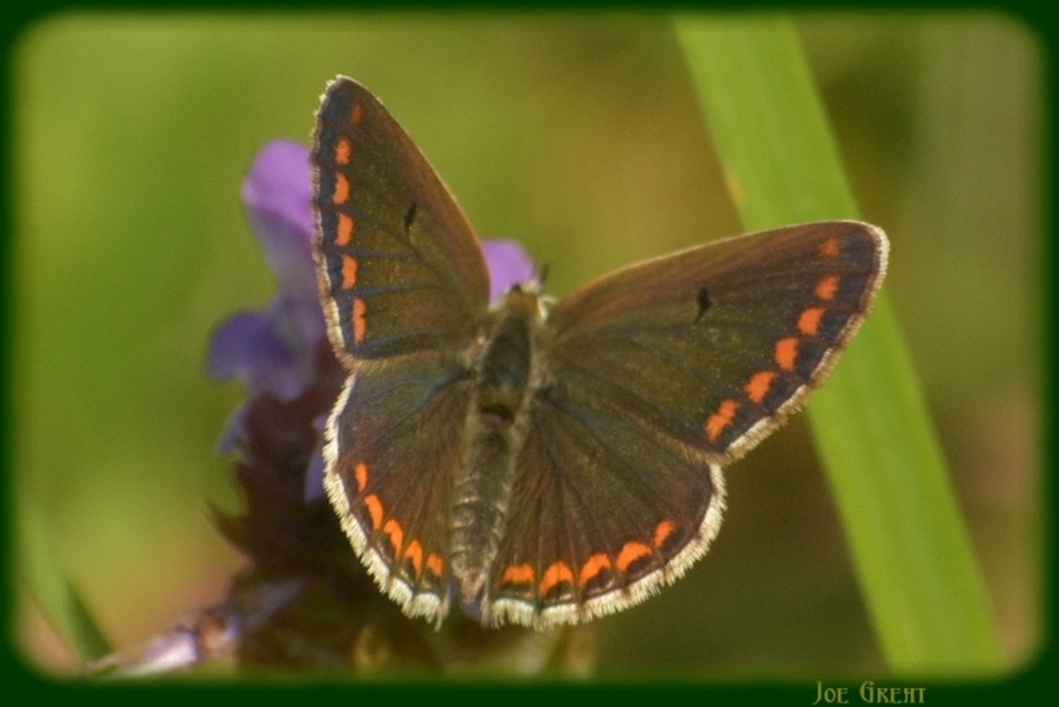 Aricia agestis - szerecsenboglárka