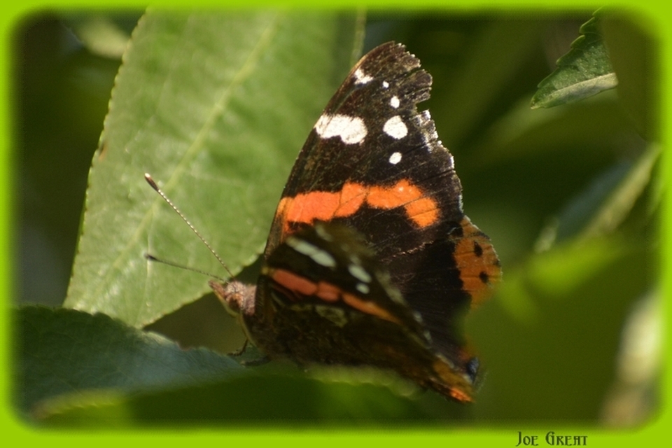 Vanessa atalanta - atalantalepke
