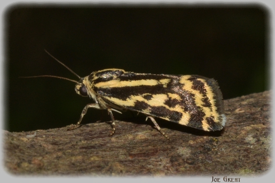 Emmelia trabealis - zebrabagoly