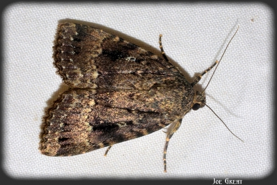 Amphipyra berbera/pyramidea