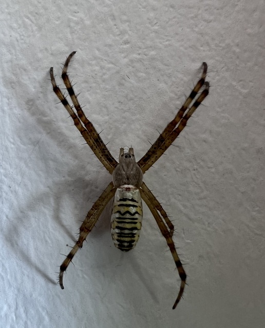Argiope bruennichi - darázspók