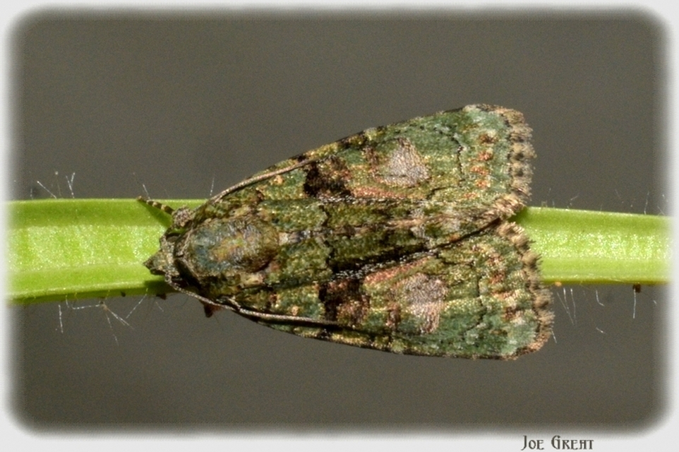 Cryphia algae - sárgászöld zuzmóbagoly