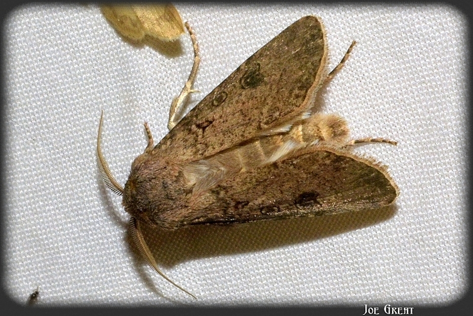 Agrotis segetum - vetési földibagoly